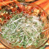 ブロッコリースプラウトの胡麻サラダ